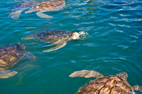 3876_DG_Cayman_Island_Caribbean_ZV4N0102