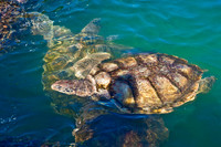 3876_DG_Cayman_Island_Caribbean_ZV4N0086
