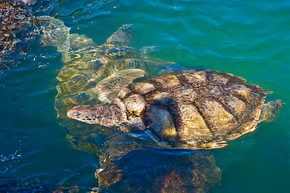 3876_DG_Cayman_Island_Caribbean_ZV4N0086