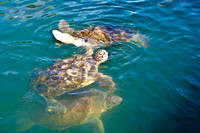 3876_DG_Cayman_Island_Caribbean_ZV4N0098