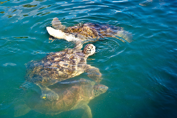 3876_DG_Cayman_Island_Caribbean_ZV4N0098