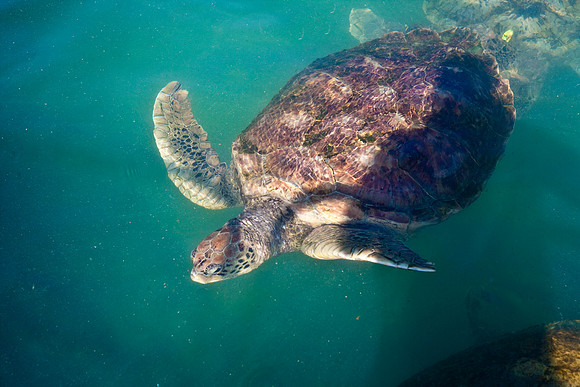 3876_DG_Cayman_Island_Caribbean_ZV4N0076