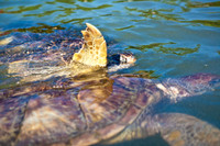 3876_DG_Cayman_Island_Caribbean_ZV4N0204