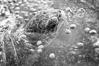 3876_DG_Cayman_Island_Caribbean_ZV4N0189
