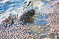 3876_DG_Cayman_Island_Caribbean_ZV4N0218