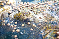 3876_DG_Cayman_Island_Caribbean_ZV4N0193