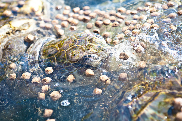 3876_DG_Cayman_Island_Caribbean_ZV4N0193