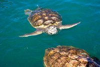3876_DG_Cayman_Island_Caribbean_ZV4N0099