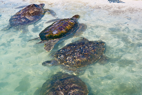 3876_DG_Cayman_Island_Caribbean_ZV4N0115