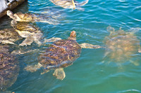 3876_DG_Cayman_Island_Caribbean_ZV4N0082