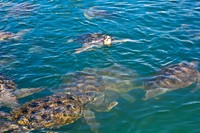 3876_DG_Cayman_Island_Caribbean_ZV4N0087