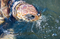 3876_DG_Cayman_Island_Caribbean_ZV4N0213