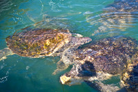 3876_DG_Cayman_Island_Caribbean_ZV4N0081