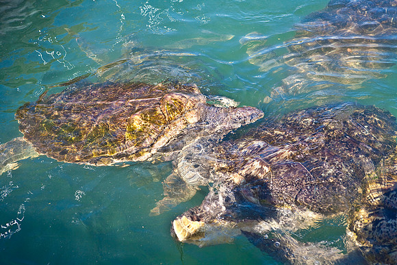3876_DG_Cayman_Island_Caribbean_ZV4N0081