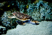 06573_DG_COLOR_MOUNT_PLEASANT_SOUTH_CAROLINA_SC_USA_2007_ZV4N1328