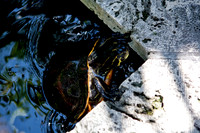 36181_DG_Color_USA_Bal_Harbour_FL_Related_Group_Bal_Harbour_ShopsZV4N9504