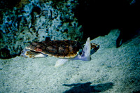 06573_DG_COLOR_MOUNT_PLEASANT_SOUTH_CAROLINA_SC_USA_2007_ZV4N1330