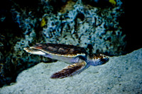 06573_DG_COLOR_MOUNT_PLEASANT_SOUTH_CAROLINA_SC_USA_2007_ZV4N1329
