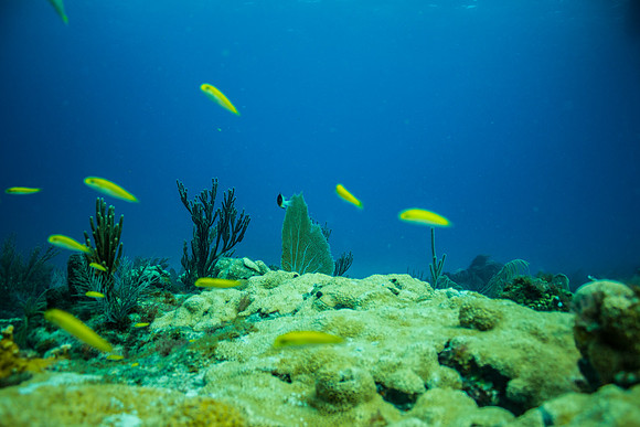 6032_DG_Scuba_Key_Biscayne_rigs_Mia_FL_IMG_4892