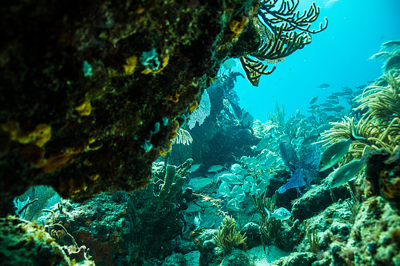 6032_DG_Scuba_Key_Biscayne_rigs_Mia_FL_IMG_4927