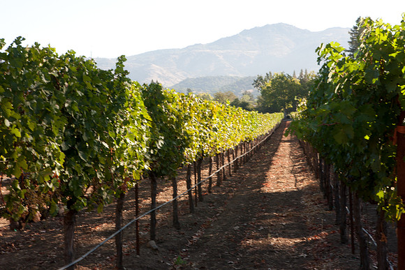 0024_DG_Yountvile_Napa_CA_USA_20095L8Y0043