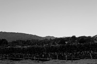 0024_DG_Yountvile_Napa_CA_USA_20095L8Y0032