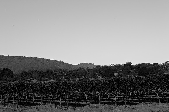 0024_DG_Yountvile_Napa_CA_USA_20095L8Y0032