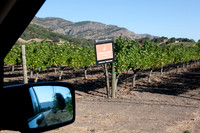 0024_DG_St_Helena_Napa_CA_USA_2009_5L8Y9960