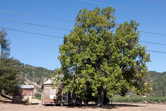 0024_DG_Siverado_Trail_Napa_CA_USA_2009_5L8Y0346