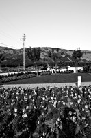 0024_DG_St_Helena_Napa_CA_USA_2009_5L8Y9972