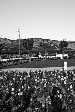 0024_DG_St_Helena_Napa_CA_USA_2009_5L8Y9972