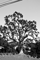 0024_DG_Siverado_Trail_Napa_CA_USA_2009_5L8Y0363