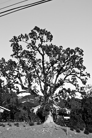 0024_DG_Siverado_Trail_Napa_CA_USA_2009_5L8Y0363
