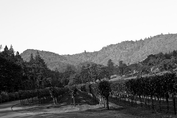 0024_DG_Yountvile_Napa_CA_USA_20095L8Y0036