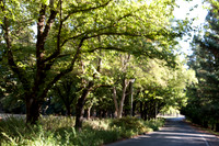 0024_DG_Yountvile_Napa_CA_USA_20095L8Y0024