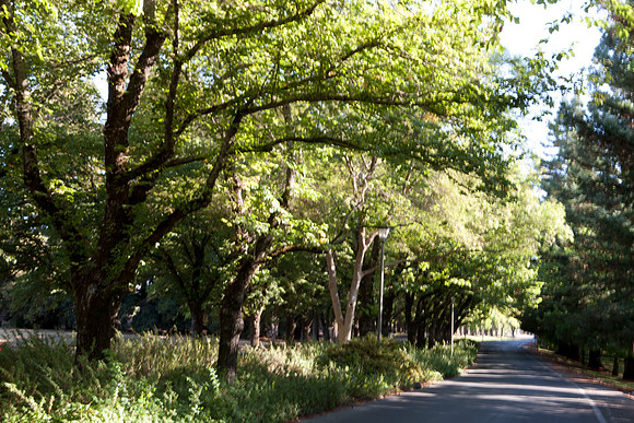 0024_DG_Yountvile_Napa_CA_USA_20095L8Y0024