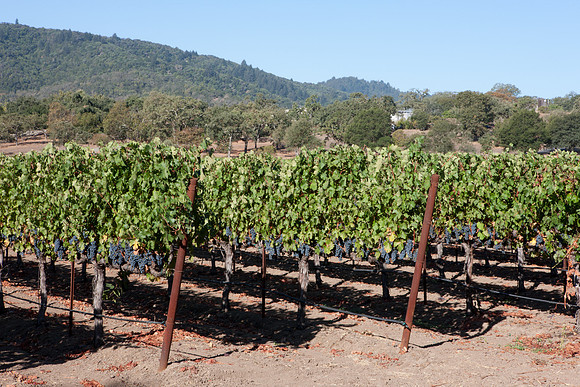 0024_DG_Yountvile_Napa_CA_USA_20095L8Y0034