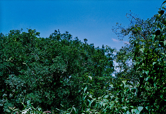 FILM