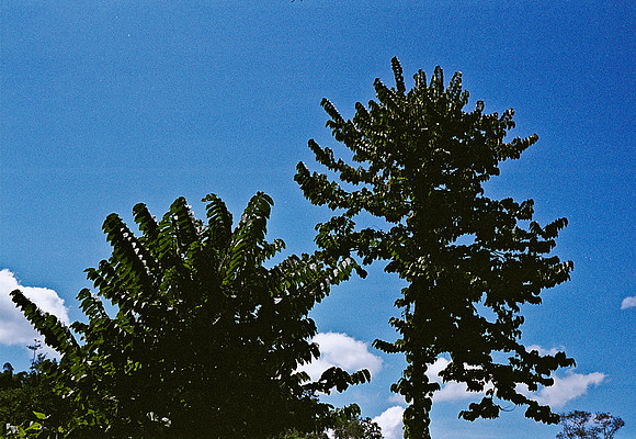 FILM