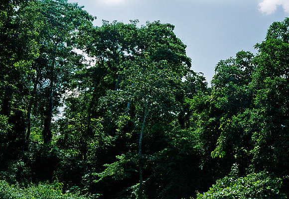 FILM