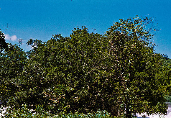 FILM