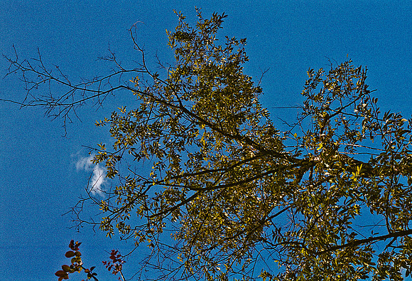 FILM