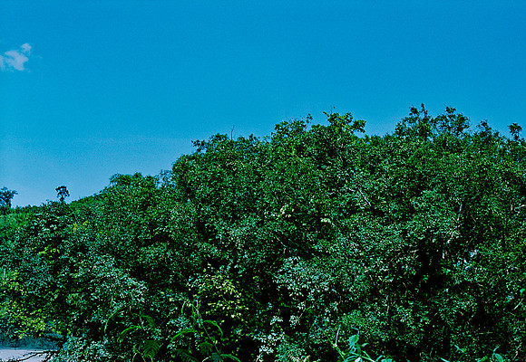 FILM