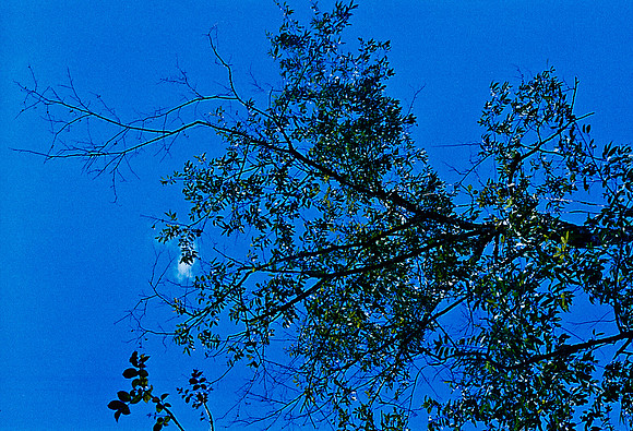 FILM