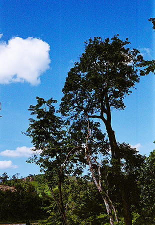 FILM