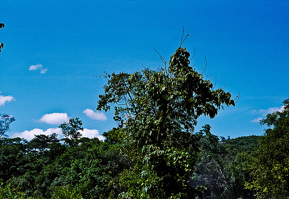 FILM
