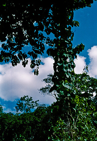 FILM
