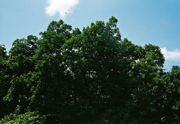 FILM