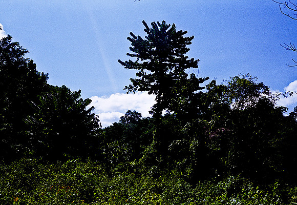 FILM