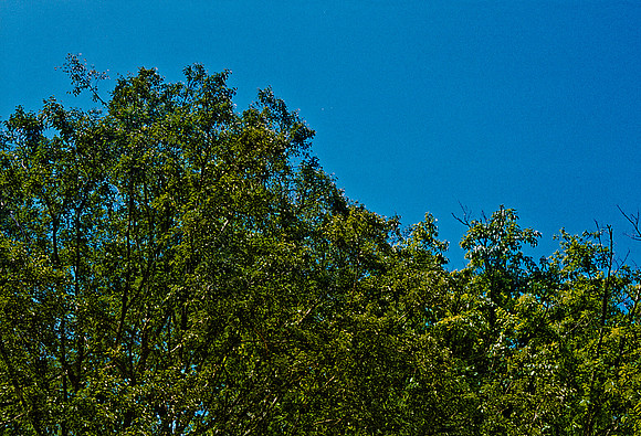 FILM